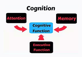 cognition chart showing parts of cognitive function